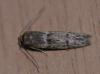 Blastobasis phycidella